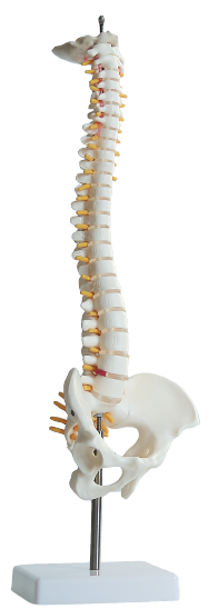 Columna vertebral